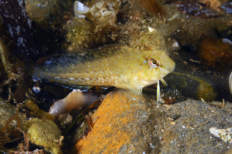 Juvenile Parablennius sanguinolentus e P. incognitus